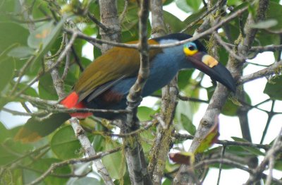 Plate-billed Mountain Toucan  011410-4j  Tandayapa