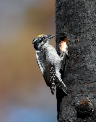 Three-toed Woodpecker  0610-2j  Bethel Ridge
