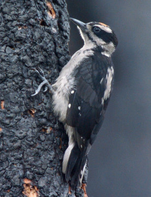 Hairy Woodpecker Juvenile  0605-4j  Sedge Ridge