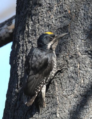 Black-backed Woodpecker  0610-1j  Bethel Ridge