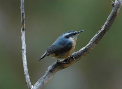 Red Breasted Nuthatch 1105-1j  Yard