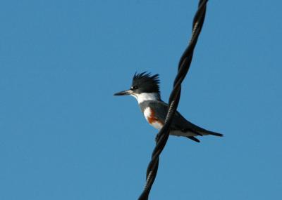 Kingfisher Female  1105-1j  Kittitas