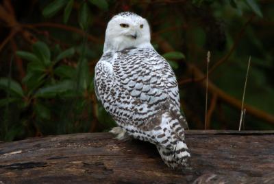Snowy Owl  1205-14j  Discovery Park