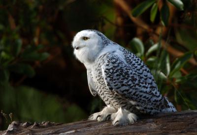 Snowy Owl  1205-20j  Discovery Park