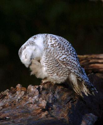 Snowy Owl Grooming  1205-5j  Discovery Park