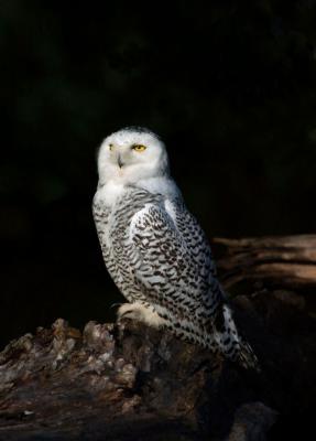 g3/09/426209/3/53175074.SnowyOwl12054j.jpg