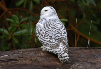 Snowy Owl  1205-13j  Discovery Park