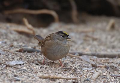 Golden Crowned Sparrow 1205-1j Popoff Trail
