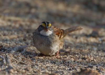 White Throated Sparrow 1205-2j Popoff Trail