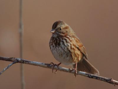 Song Sparrow 1205-2j  Popoff Trail
