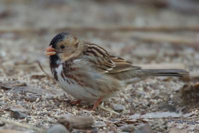 Harris's Sparrow 1205-3j Popoff Trail