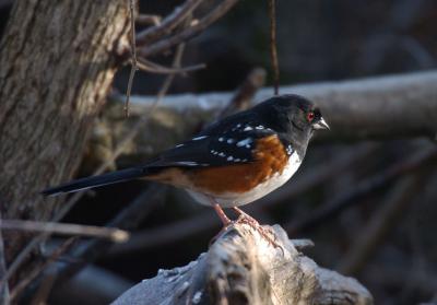 Spotted Towhee 1205-2j  Popoff Trail