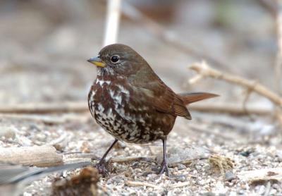 Fox Sparrow 1205-2j Popoff Trail