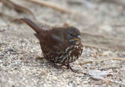 Fox Sparrow 1205-3j Popoff Trail