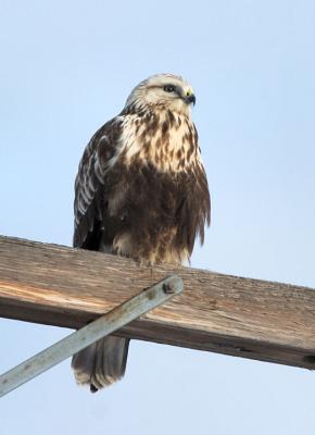 Rough Legged Hawk 1205-4j  Reardan, WA