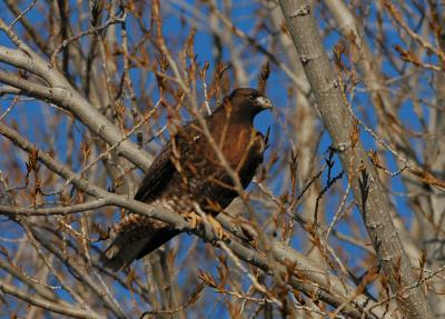 Red-Tailed Hawk 1205-1j  Kittitas County