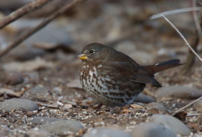 Fox Sparrow 1205-6j Arboretum