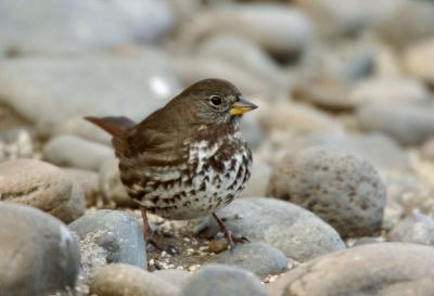 Fox Sparrow 1205-7j Aboretum