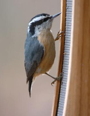 Red Breasted Nuthatch 0106-1j  Yard