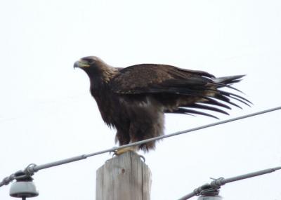 Golden Eagle 0106-3j YTC