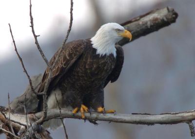 Bald Eagle 0106-4j  Naches River