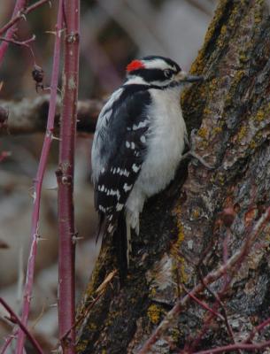 Downy Woodpecker 0106-2j  Popoff Trail