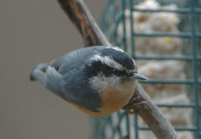 Red Breasted Nuthatch 0106-2j  Yard