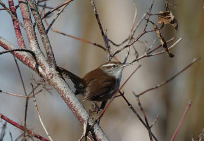 Bewicks Wren 0106-1j  Popoff Trail