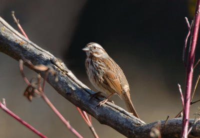 Song Sparrow 0106-2j  Popoff Trail