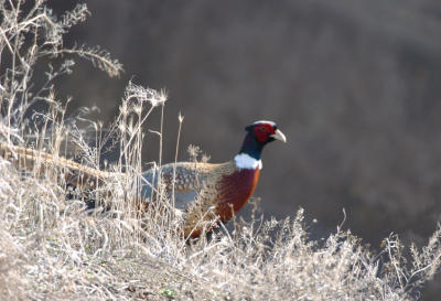 Morning Pheasant 0106-1j Fechter Road