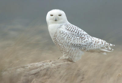 Snowy Owl  0206-4j  Damon Point