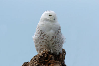Snowy Owl 0206-5j Damon Point