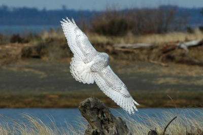 Snowy Owl  0206-3j  Damon Point