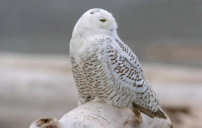 Snowy Owl  0206-8j  Damon Point