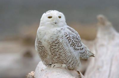 Snowy Owl  0206-9j  Damon Point