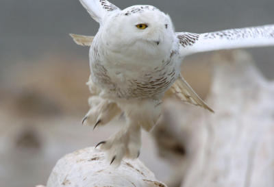 Snowy Owl  0206-10j  Damon Point