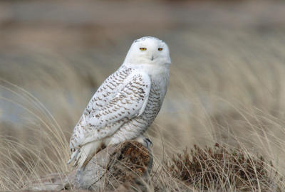 Snowy Owl  0206-11j  Damon Point