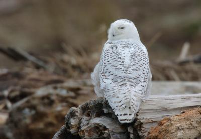 Snowy Owl  0206-12j  Damon Point