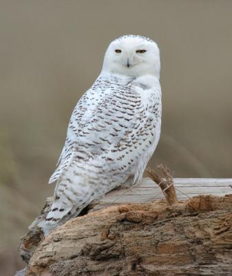 Snowy Owl  0206-13j  Damon Point