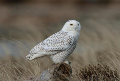 Snowy Owl  0206-17j  Damon Point