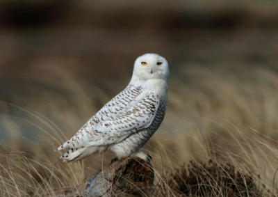 Snowy Owl  0206-19j  Damon Point