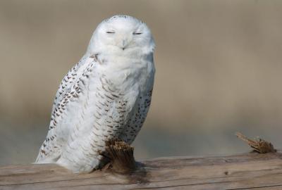 Snowy Owl  0206-22j  Damon Point