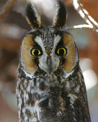 Long Eared Owl 0206-12j  Konnowoc Pass