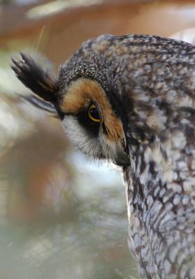 Long Eared Owl 0206-13j  Konnowoc Pass
