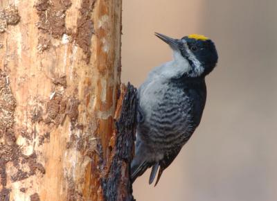 Black-backed Woodpecker  0306-2j  Gifford, WA