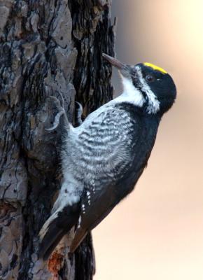 Black-backed Woodpecker  0306-10j  Gifford, WA