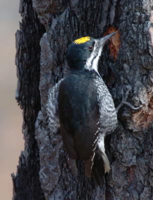 Black-backed Woodpecker  0306-9j  Gifford, WA