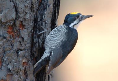 Black-backed Woodpecker  0306-11j  Gifford, WA