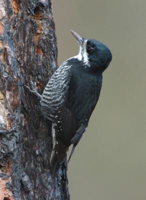 Black-backed Woodpecker Female  0306-15j  Gifford, WA