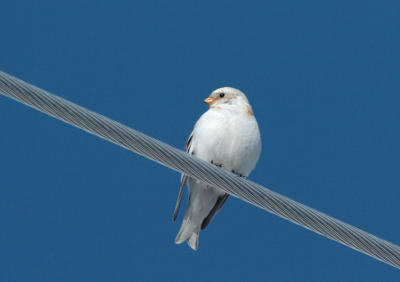 Snow Bunting  0306-2j  Mansfield, WA